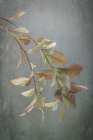 USA, Washington State, Seabeck. Blueberry branches in autumn. Art Print